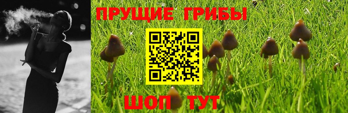 Зеленодольск  Псилоцибиновые грибы Psilocybe  Вход с VPN 